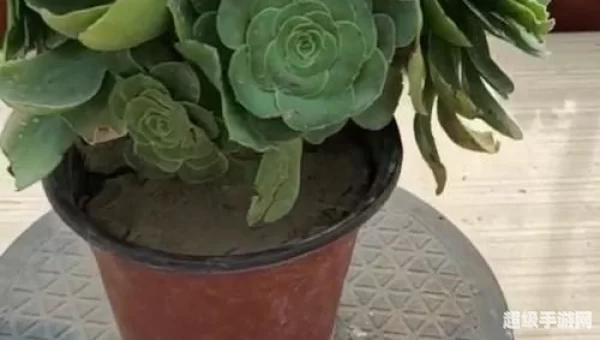 八尺镜