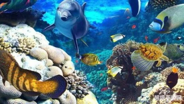 海洋动物拥有10只触手